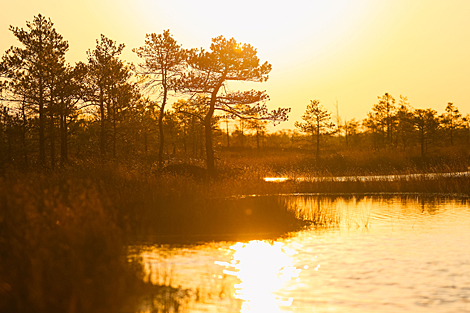 Yelnya reserve in autumn