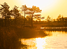 Yelnya reserve in autumn