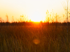 Yelnya reserve in autumn