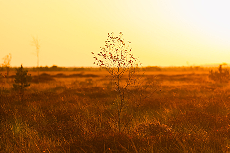 Yelnya reserve in autumn