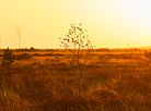 Yelnya reserve in autumn