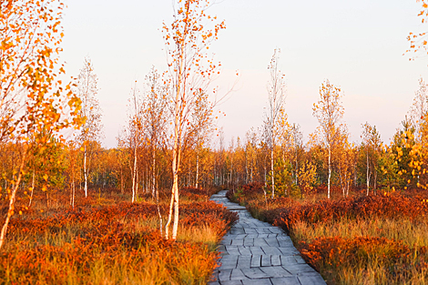 Yelnya reserve in autumn