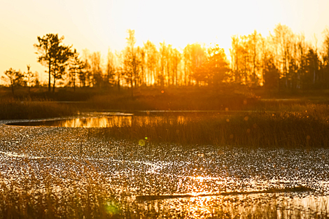 Yelnya reserve in autumn