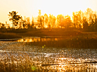 Yelnya reserve in autumn