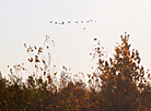 Yelnya reserve in autumn