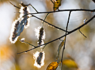 Yelnya reserve in autumn