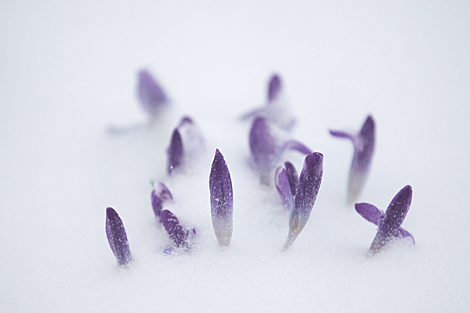 格罗德诺四月降雪