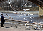 维捷布斯克西德维纳河堤上的海鸥