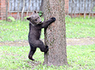 维捷布斯克动物园的小熊