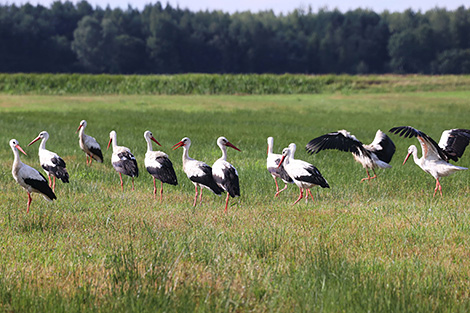 Storks in a field