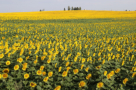 A sunflower field in Chechersk District