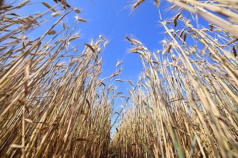Пшеничное поле в Научно-практическом центре НАН Беларуси по земледелию
