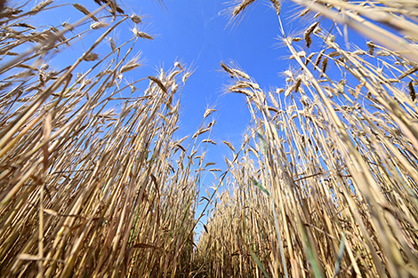 Wheat field in the Research Agriculture Center of the National Academy of Sciences of Belarus