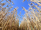 Wheat field in the Research Agriculture Center of the National Academy of Sciences of Belarus