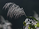 Morning dew in Mogilev District