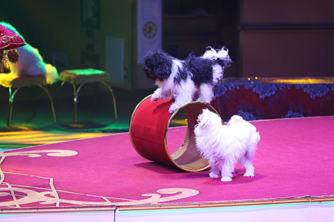 New circus show in Minsk