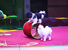 New circus show in Minsk