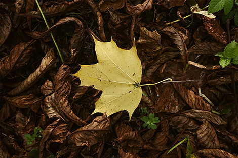 Early autumn in Sapieha-Potocki Park in Vysokoye