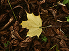 Early autumn in Sapieha-Potocki Park in Vysokoye