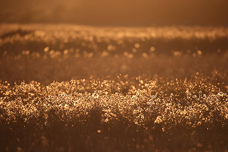 Morning dew in Belovezhskaya Pushcha