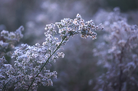 First touch of frost in Belovezhskaya Pushcha