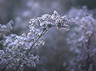 First touch of frost in Belovezhskaya Pushcha