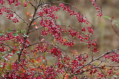 Barberry berries after rain