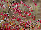 Barberry berries after rain