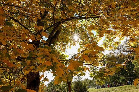 Autumn in the Kupala Memorial Reserve Vyazynka