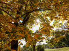 Autumn in the Kupala Memorial Reserve Vyazynka