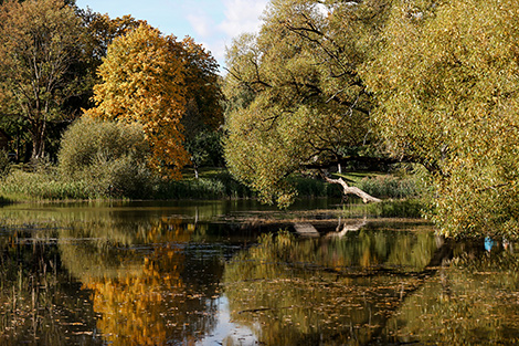 Autumn in the Kupala Memorial Reserve Vyazynka