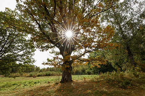 Autumn in the Kupala Memorial Reserve Vyazynka