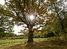 Autumn in the Kupala Memorial Reserve Vyazynka