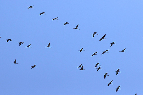Cranes flying south
