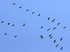 Cranes flying south