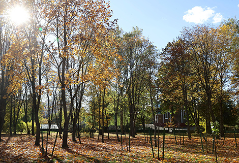 October sunny day in Gomel park