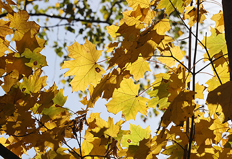 October sunny day in Gomel park