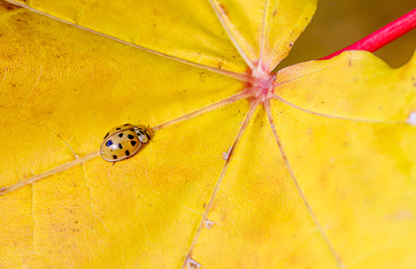 Ladybug on an autumn leaf 
