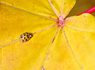 Ladybug on an autumn leaf 
