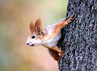 A squirrel in Gomel park