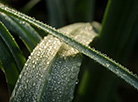 Morning dew