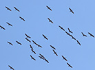 Cranes flying south