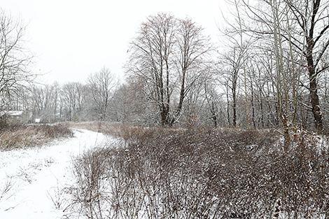 Snow-covered forest in Gomel Oblast