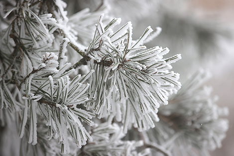 Snow on spruce bough, Grodno