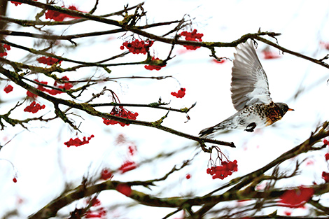 A flying thrush