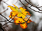 Last leaves on a chestnut tree