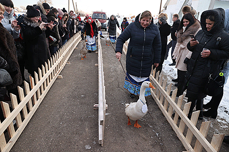 Гусиные забеги в агрогородке Белая Дуброва