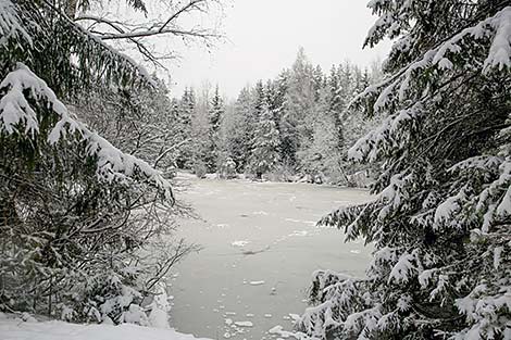 Winter forest in Minsk District