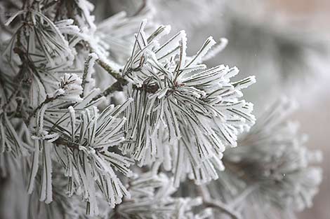 Snow on spruce bough, Grodno
