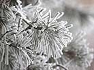 Snow on spruce bough, Grodno